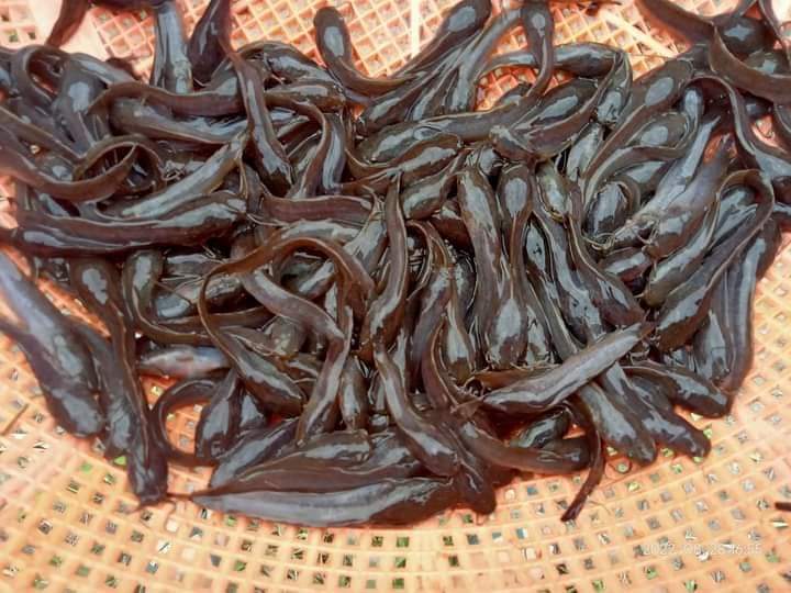 Eels ready for sale