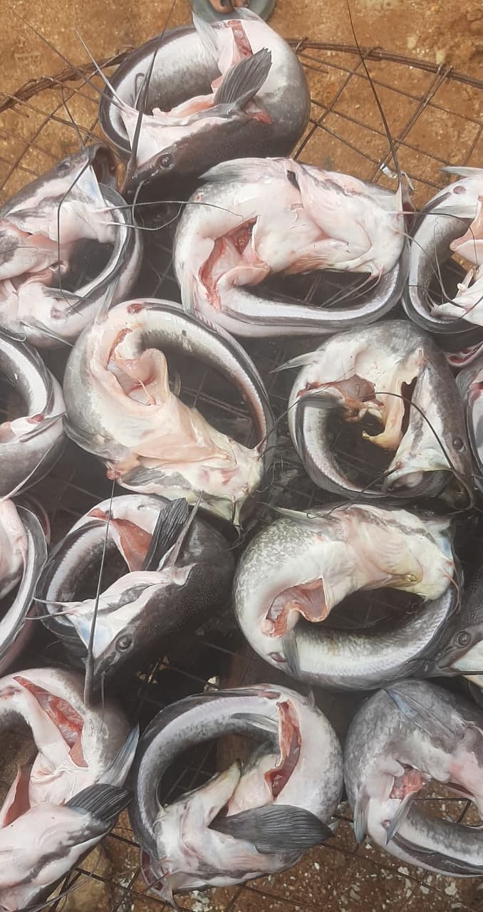 Catfish processing