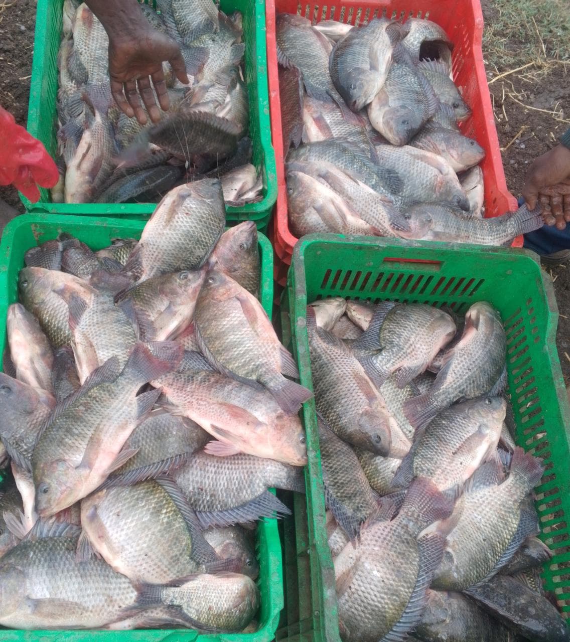 Fish harvest tilapia