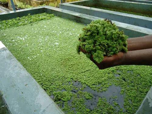 Greenhouse net house