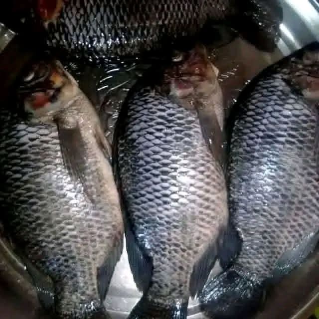 Fish quality check