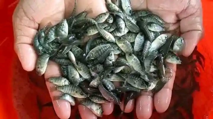 Fish fingerlings